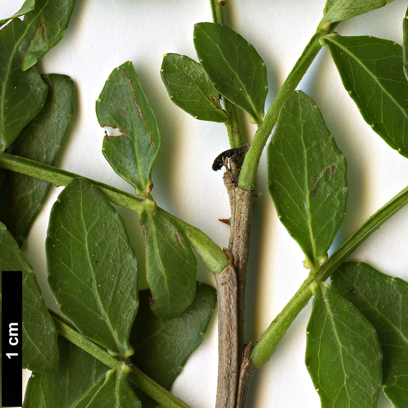 High resolution image: Family: Rutaceae - Genus: Zanthoxylum - Taxon: capense